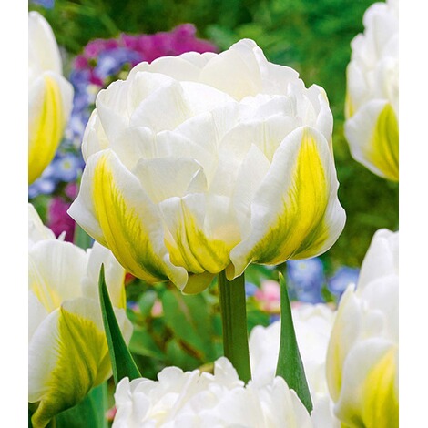 Baldur Garten Tulpe Cool Double 8 Zwiebeln Online Kaufen Die Moderne Hausfrau
