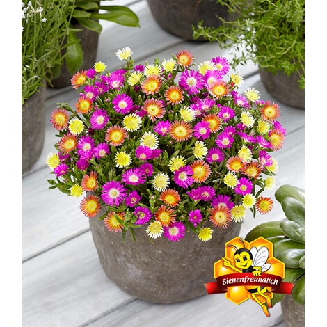 Baldur Garten Winterharte Eisblumen Summer Mix 3 Pflanzen Online Kaufen Die Moderne Hausfrau