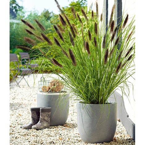 Baldur Garten Schwarzes Lampenputzergras 1 Pflanze Online Kaufen