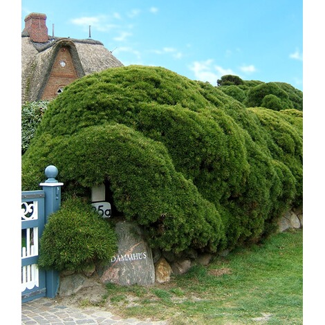 Baldur Garten Pinien Hecke 1 Pflanze Online Kaufen Die Moderne Hausfrau