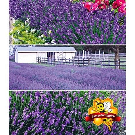 Baldur Garten Blauer Lavendel Mix 9 Pflanzen Online Kaufen Die Moderne Hausfrau