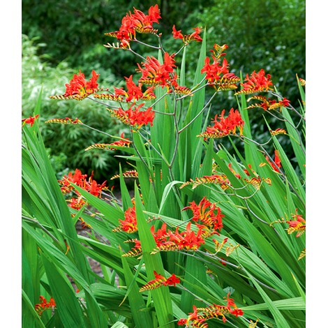 BALDUR-Garten Montbretie "Lucifer",20 Zwiebeln online ...