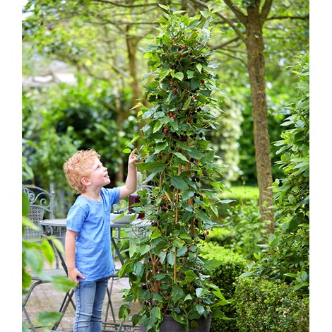 Baldur Garten Maulbeere Bonbon Berry 1 Pflanze Online Kaufen Die Moderne Hausfrau