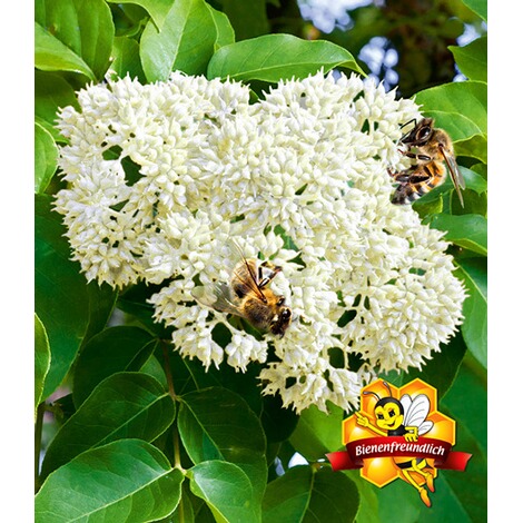 Baldur Garten Bienenbaum Tausendblutenstrauch 1 Pflanze Online Kaufen Die Moderne Hausfrau
