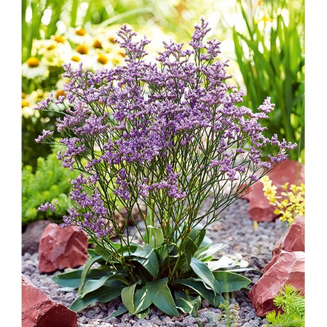 baldur garten blauer strandflieder limonium 1 pflanze online kaufen die moderne hausfrau