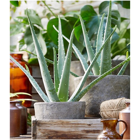 Echte Aloe Vera,1 Pflanze im 10,5 cm-Topf, Luftreinigende ...