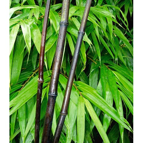 BALDUR-GartenSchwarzer Bambus 'Black Pearl', 1 Pflanze, Fargesia nitida Blackpearle 1