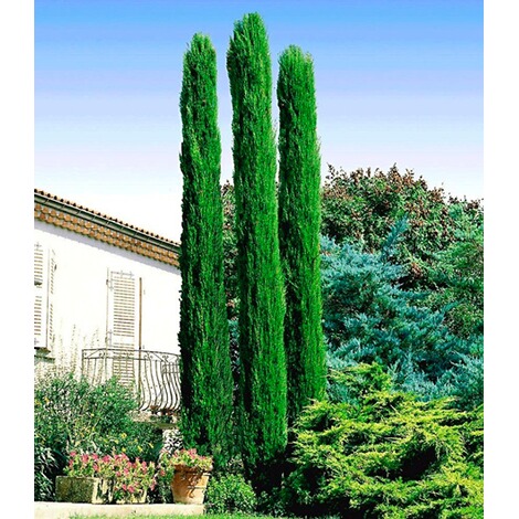 BALDUR-Garten  Echte Toskana 'Säulen-Zypressen', 1 Pflanze, Cupressus sempervirens pyramidalis 1