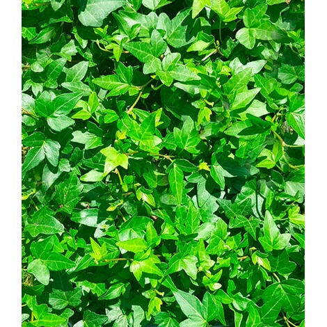 BALDUR-GartenWinterharte Efeu Pflanze 'Baltica', 3 Pflanzen 2