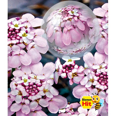 BALDUR-Garten  Winterharter Bodendecker Iberis Schleifenblume 'Pink Ice®', 2 Pflanzen 1