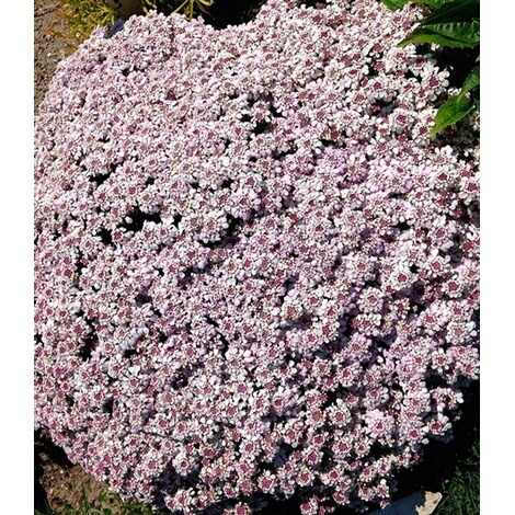 BALDUR-Garten  Winterharter Bodendecker Iberis Schleifenblume 'Pink Ice®', 2 Pflanzen 2
