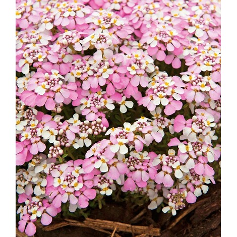 BALDUR-Garten  Winterharter Bodendecker Iberis Schleifenblume 'Pink Ice®', 2 Pflanzen 3
