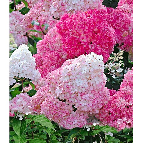 BALDUR-Garten  Freiland-Hortensie "Vanille Fraise®" im 2-Liter Hydrangea paniculata 1 Pflanze 1