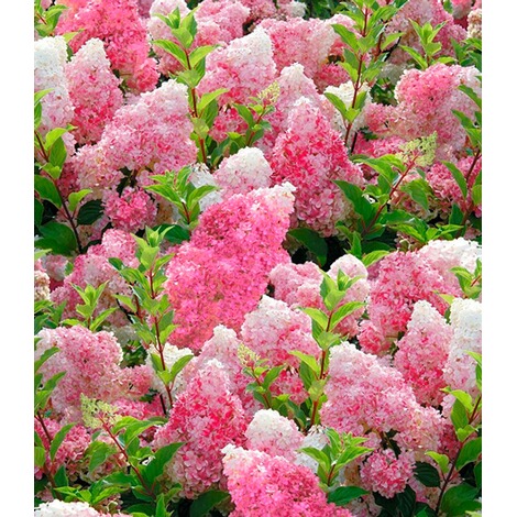 BALDUR-Garten  Freiland-Hortensie "Vanille Fraise®" im 2-Liter Hydrangea paniculata 1 Pflanze 2