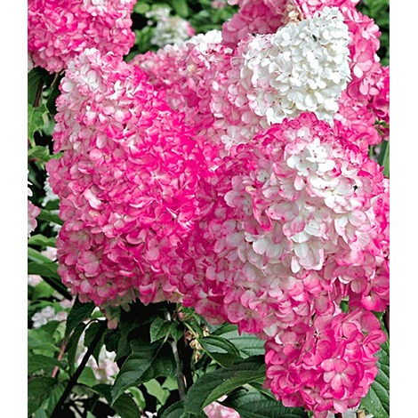 BALDUR-Garten  Freiland-Hortensie "Vanille Fraise®" im 2-Liter Hydrangea paniculata 1 Pflanze 3