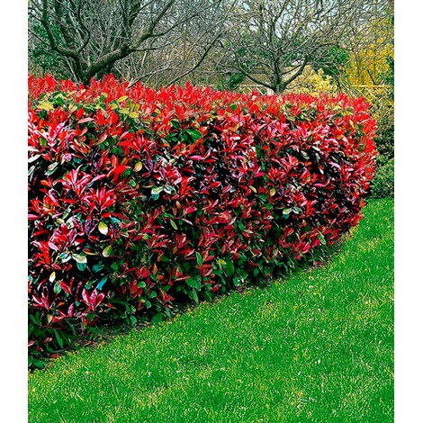 BALDUR-Garten  Photinia-Hecke 'Red Robin', 1 Pflanze 2