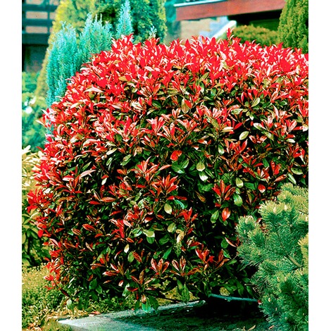 BALDUR-Garten  Photinia-Hecke 'Red Robin', 1 Pflanze 3