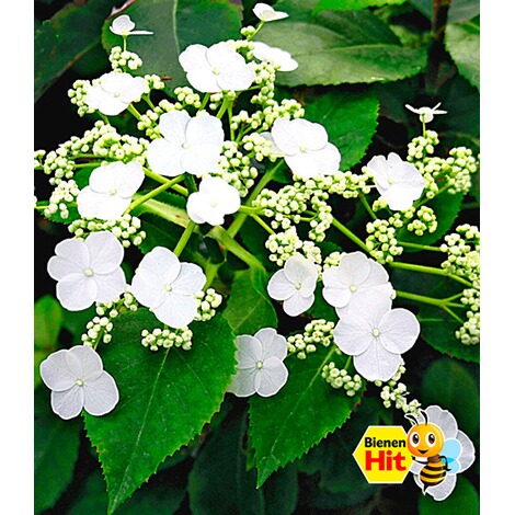 BALDUR-Garten  Kletter-Hortensien 'Semiola®', Hydrangea petiolaris, 1 Pflanze 1