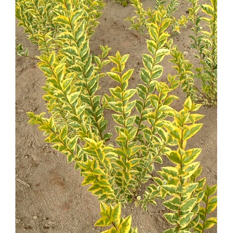 BALDUR-GartenGold-Liguster,1 Pflanze Ligustrum ovalifolium Aureum 1
