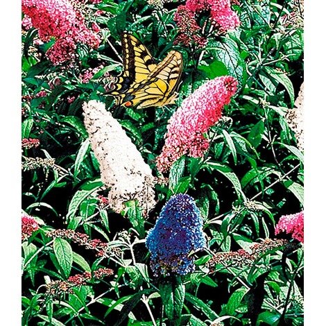 BALDUR-Garten  Sommerflieder 'Papillion Tricolor' Buddleia, 1 Pflanze Buddleja davidii 2