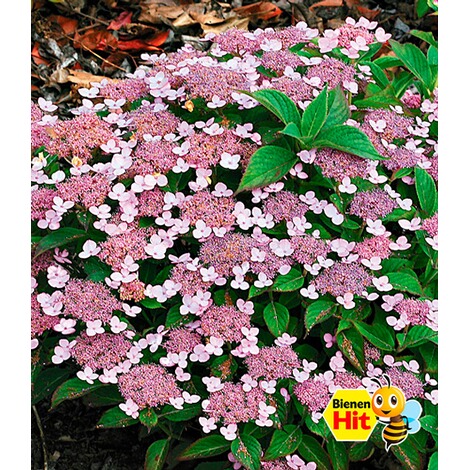 BALDUR-Garten Zwerg-Hortensien Lace Delight Hydrangea serrata 1 Pflanze Gartenhortensie Bodendecker winterhart