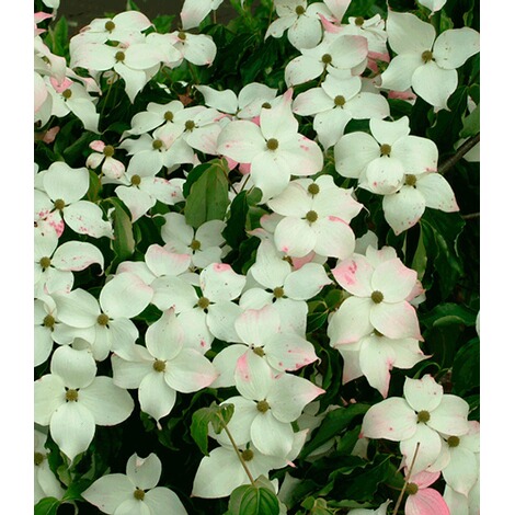BALDUR-GartenJapanischer Blüten-Hartriegel, 1 Pflanze Cornus kousa 1