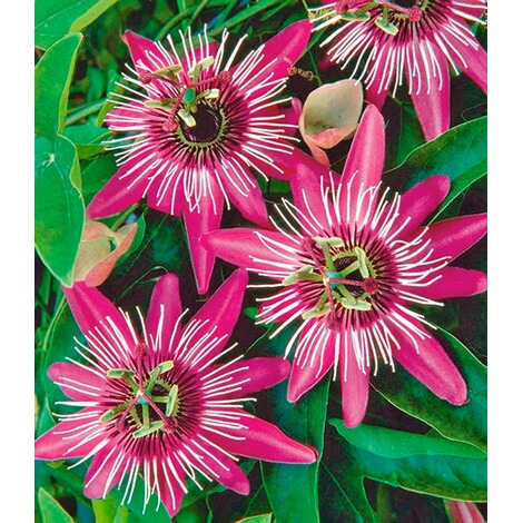 BALDUR-Garten  Winterharte Passionsblumen 'Ladybirds Dream', 1 Pflanze, Passiflora 2