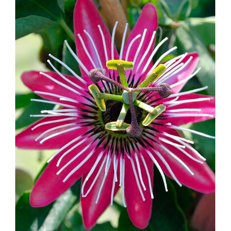 BALDUR-Garten  Winterharte Passionsblumen 'Ladybirds Dream', 1 Pflanze, Passiflora 3