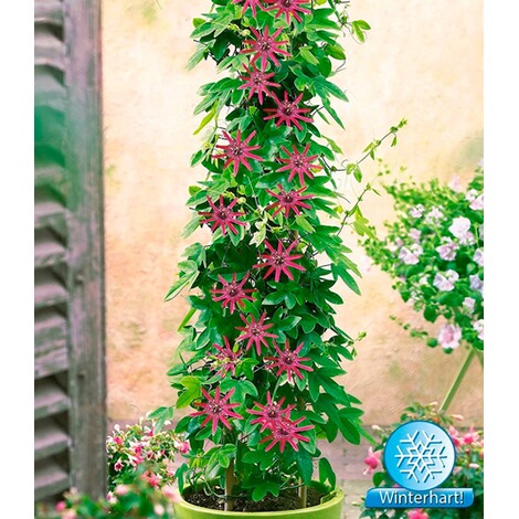 BALDUR-Garten  Winterharte Passionsblumen 'Ladybirds Dream', 1 Pflanze, Passiflora 1