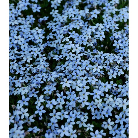 BALDUR-Garten  Winterharter Bodendecker Isotoma 'Blue Foot'®, 3 Pflanzen 2