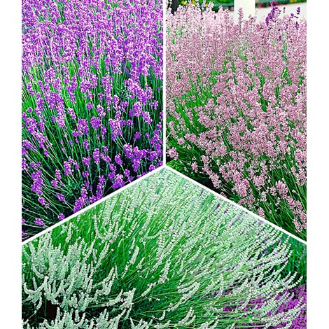 BALDUR-GartenWinterharte Stauden Lavendel-Sortiment blau, rosa, weiß, 9 Pflanzen Lavandula 1