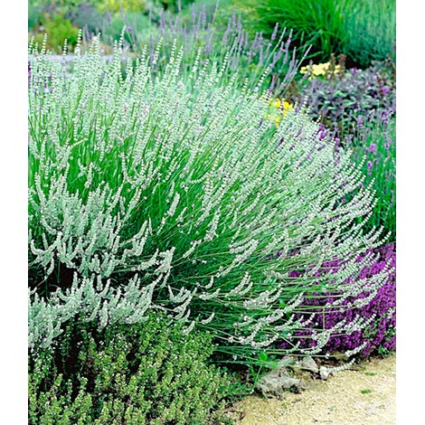 BALDUR-GartenWinterharte Stauden Lavendel-Sortiment blau, rosa, weiß, 9 Pflanzen Lavandula 4