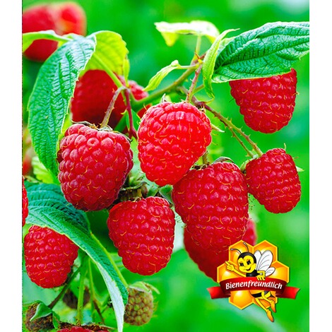 BALDUR-GartenRote Himbeeren TwoTimer® Sugana®, 3 Himbeerpflanzen, Rubus idaeus 1