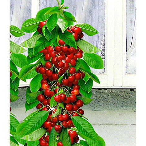 BALDUR-Garten  Säulen-Süßkirschen 'Sylvia®', Kirschbaum 1 Pflanze 2