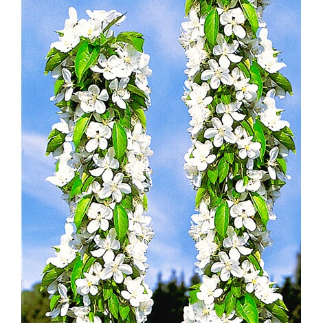 BALDUR-Garten  Säulen-Süßkirschen 'Sylvia®', Kirschbaum 1 Pflanze 3