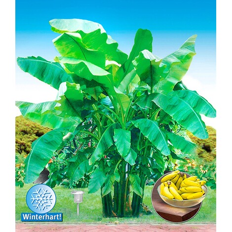 BALDUR-Garten  Winterharte Bananen 'grün', 1 Pflanze, Musa basjoo 1