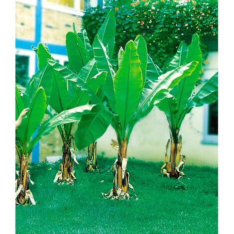 BALDUR-Garten  Winterharte Bananen 'grün', 1 Pflanze, Musa basjoo 2