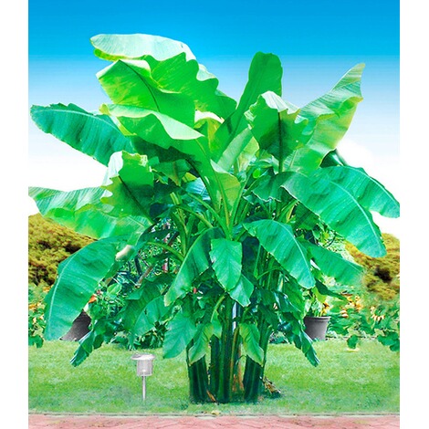 BALDUR-GartenWinterharte Bananen 'grün', 1 Pflanze, Musa basjoo 3
