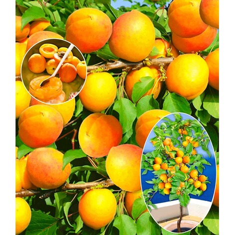 BALDUR-Garten  Aprikosen 'Compacta Super Compact®', Aprikosenbaum 1 Pflanze, Prunus armeniaca 1
