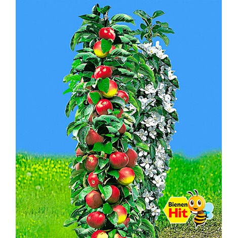 BALDUR-GartenSäulen-Apfel 'Red River®', Apfelbaum 1 Pflanze Malus domestica 1