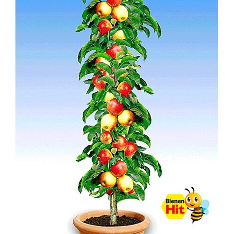 BALDUR-GartenSäulen-Apfel 'Braeburn', 1 Pflanze 1