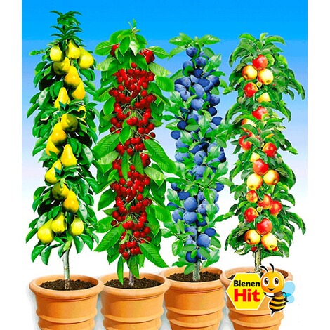 BALDUR-GartenSäulen-Obst-Kollektion Birne, Kirsche, Pflaume & Apfel, 4 Pflanzen 1