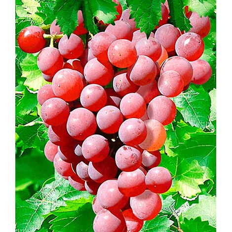 BALDUR-GartenKernlose Tafel-Trauben 'Vanessa®' Weinreben rot, 1 Pflanze, Vitis vinifera 1