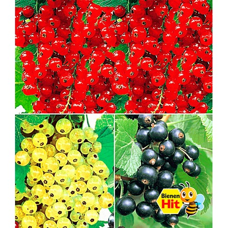 BALDUR-Garten  Johannisbeer-Kollektion schwarz, rot + weiß, 3 Sträucher Ribes Titania®, Versailler® und Rovada® 1