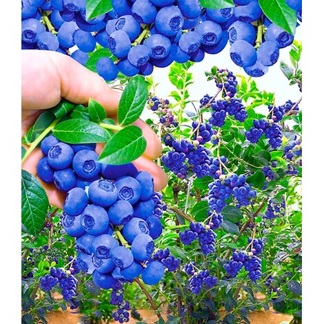 BALDUR-GartenTrauben-Heidelbeere "Reka® Blue", 1 Pflanze 2