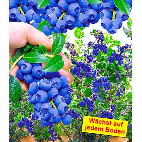 BALDUR-GartenTrauben-Heidelbeere "Reka® Blue", 1 Pflanze 1