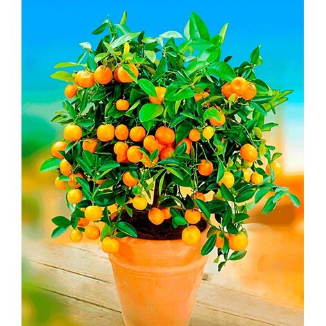 BALDUR-Garten  Orangen-Bäumchen,1 Pflanze Citrus microcarpa 