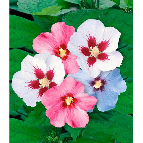 Baldur Garten Winterharte Hibiskus Hecke 10 Pflanzen Hibiscus Syriacus Online Kaufen Die Moderne Hausfrau