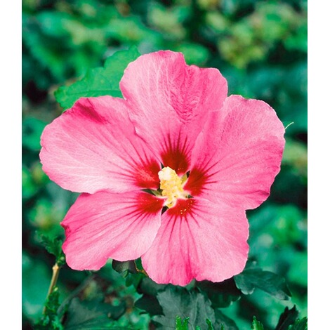 BALDUR-GartenWinterharte Hibiskus-Hecke, 10 Pflanzen, Hibiscus Syriacus 3