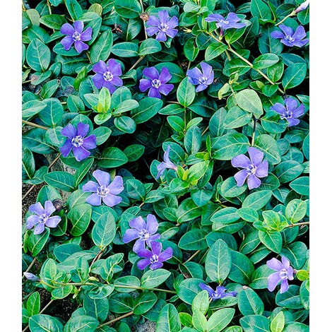 BALDUR-GartenWinterharter Bodendecker Vinca minor 'Blau' Immergrün, 3 Pflanzen 2